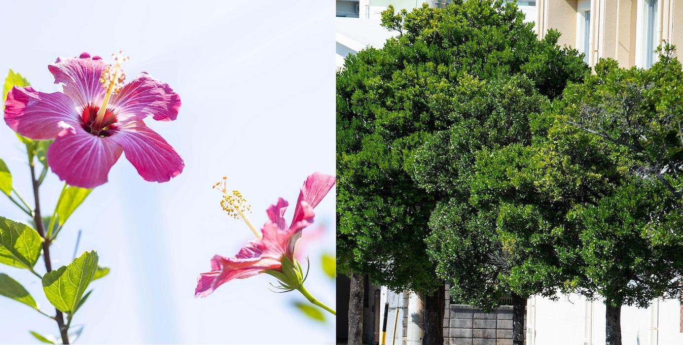 1982(昭和57)年8月 町花（ハイビスカス）・町木（クロキ（リュウキュウコクタン））制定