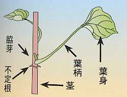 甘藷を知ろう １ 甘藷の特徴とからだ 植物としての甘藷 １章や２章で見てきたように 野國總管によって伝えられた甘藷は 沖縄をはじめ全国で400年もの間 たいせつな農作物として栽培されてきました この章のはじめでふれたように 甘藷はもともと