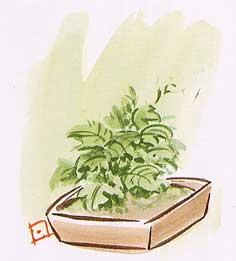 鉢植えの甘藷